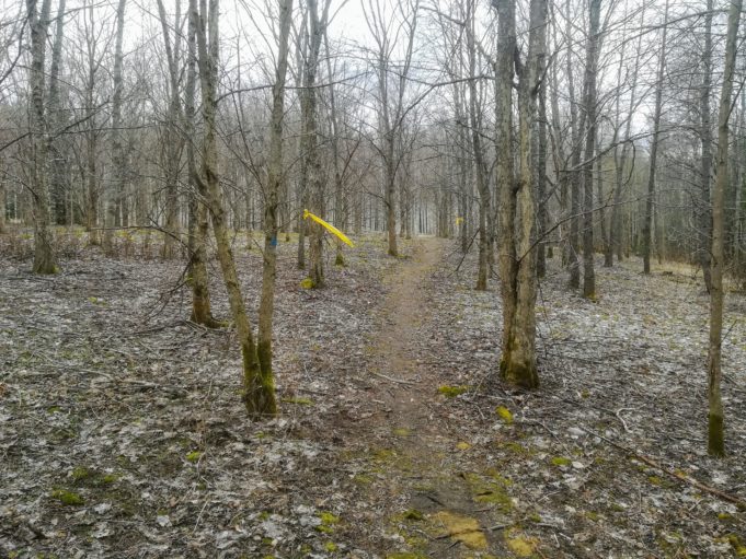 Kuvassa polku kulkee lehtipuumetsän keskellä. Harmaat lehdet ovat tippuneet maahan ja puut ovat paljaana. Sumuinen sää.