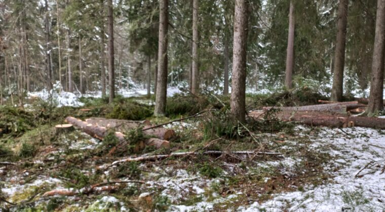 Kaadettuja puita vähälumisessa metsässä